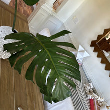 Load image into Gallery viewer, Faux 41" Monstera Leaf