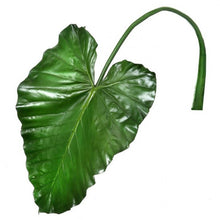 Load image into Gallery viewer, Taro Leaf Stem 43"