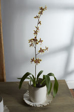 Load image into Gallery viewer, Dermot Pot with Saucer