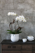 Load image into Gallery viewer, NEW Fem Rosa Pot - Mini - 5" x 3 1/2" (98315.00)