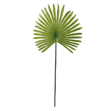 Load image into Gallery viewer, 23x41 Giant Fan Palm Stem