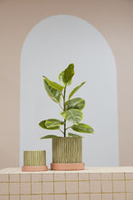 Load image into Gallery viewer, Melancia Pot with Saucer