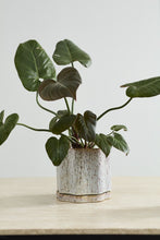 Load image into Gallery viewer, Avenell Pot
