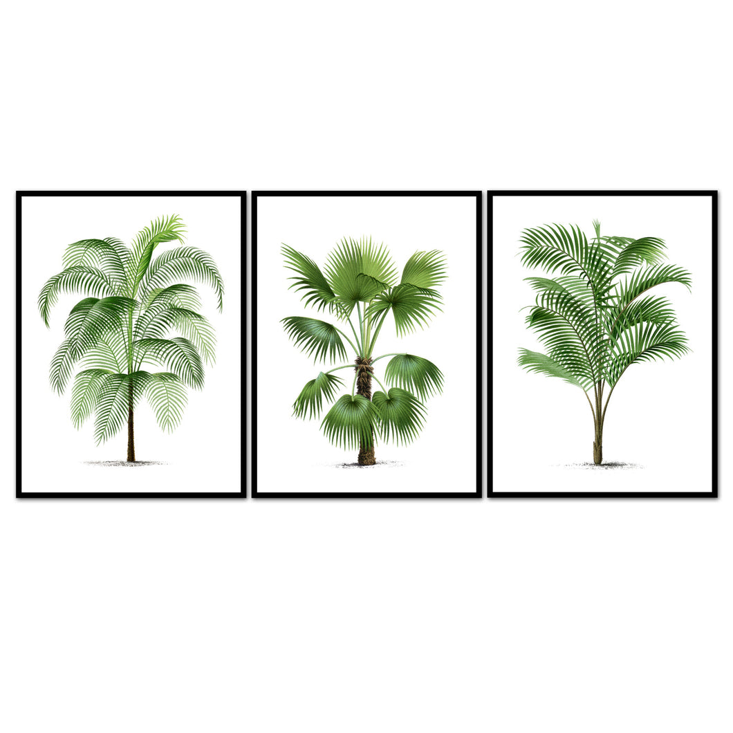 Set of 3 Palms Art