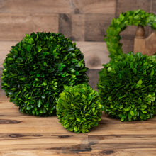 Load image into Gallery viewer, Boxwood Ball Preserved 4"
