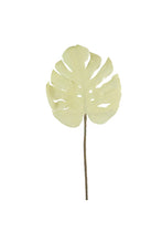 Load image into Gallery viewer, White Monstera Leaf - Botanica #2738
