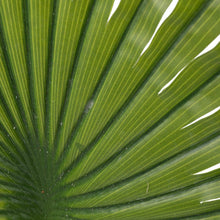 Load image into Gallery viewer, 23x41 Giant Fan Palm Stem
