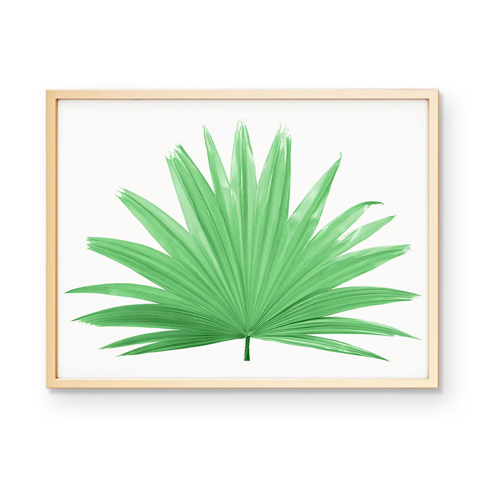 Fan Palm Art Print