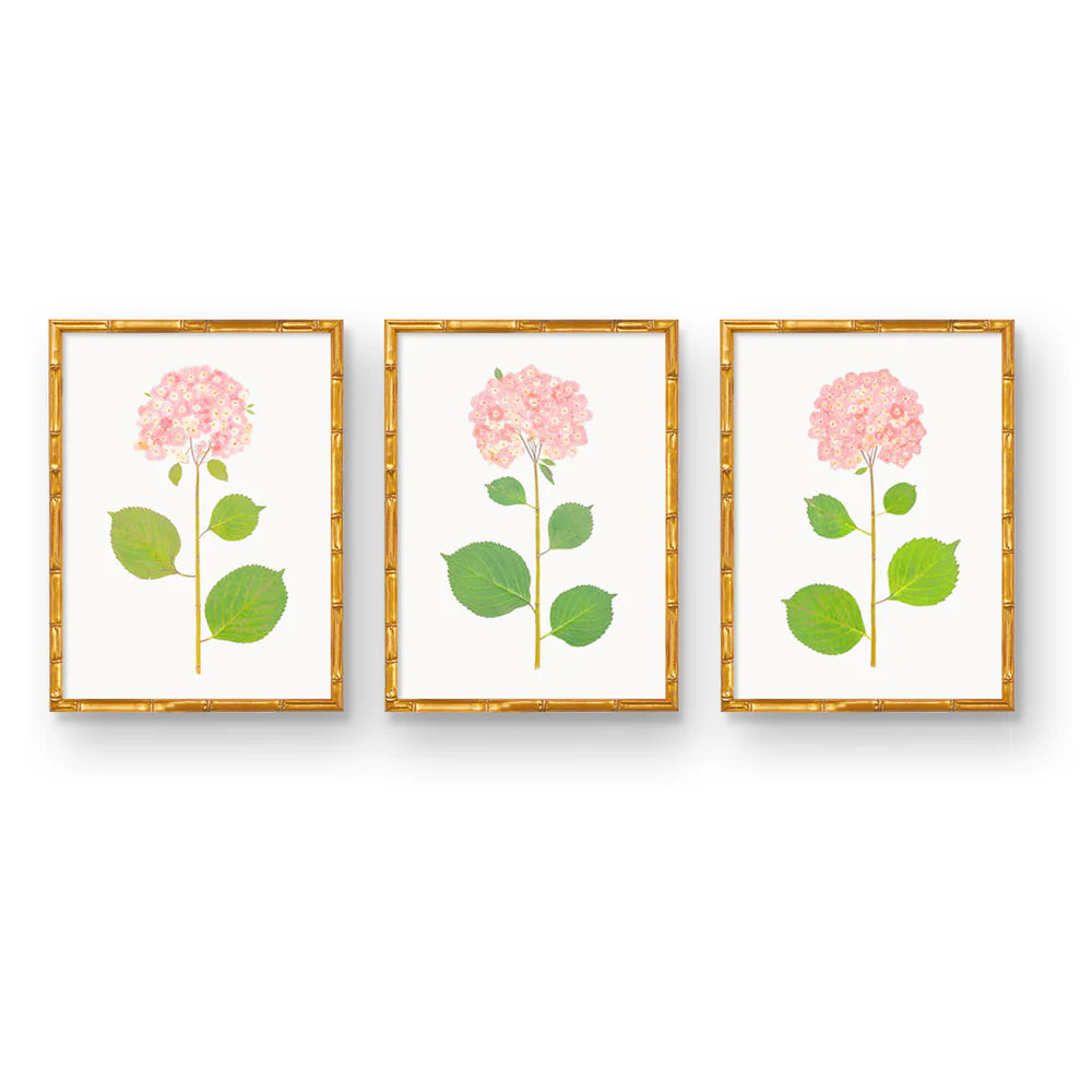 Live Hydrangea Trio Art Prints