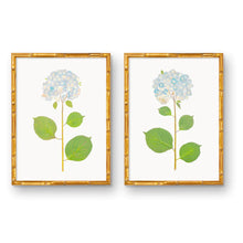 Load image into Gallery viewer, Live Hydrangea Pair by Urban Gardens Print

