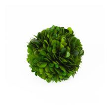 Load image into Gallery viewer, Boxwood Ball Preserved 4"
