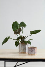 Load image into Gallery viewer, Avenell Pot
