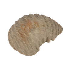 Load image into Gallery viewer, Stoneware Shell Dish/ Oyster Dish
