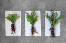 Load image into Gallery viewer, Faux Fern with Exposed Roots
